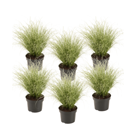 Laîche - set de 6 - carex 'amazon mist' - hauteur 15-25cm - ⌀10,5cm