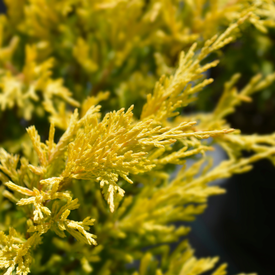 Genévrier horizontal lime glow - juniperus horizontalis lime glow 20/30cm pot 2,5l