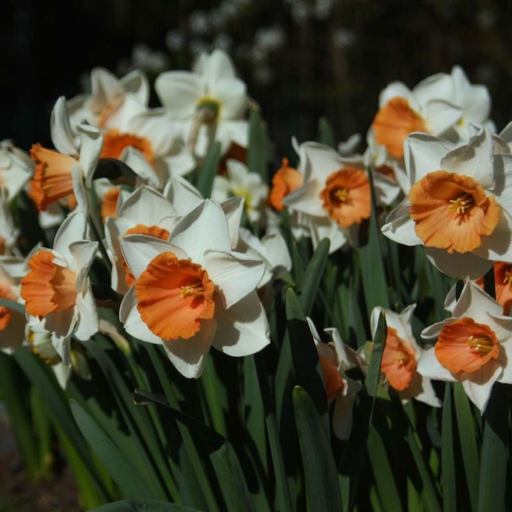 Narcisse 'chromacolor' boîte calibre 14/16 (par 10)