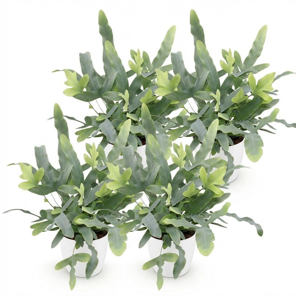 Phlebodium aureum blue star - pet-friendly - pot de 12cm - hauteur 25-30cm