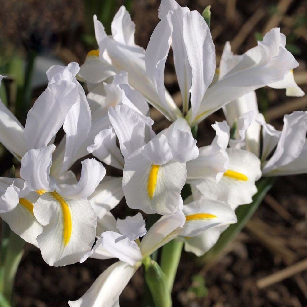 Iris réticulé 'white caucasus' bulbe calibre 5+ (par 5)