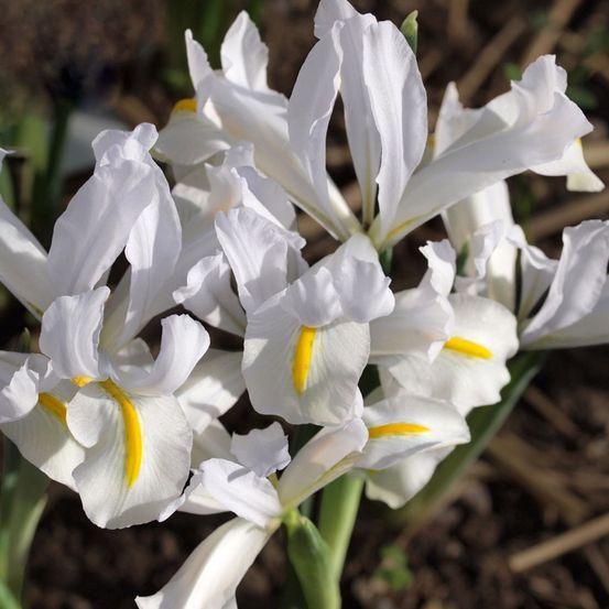Iris réticulé 'white caucasus' bulbe calibre 5+ (par 5)