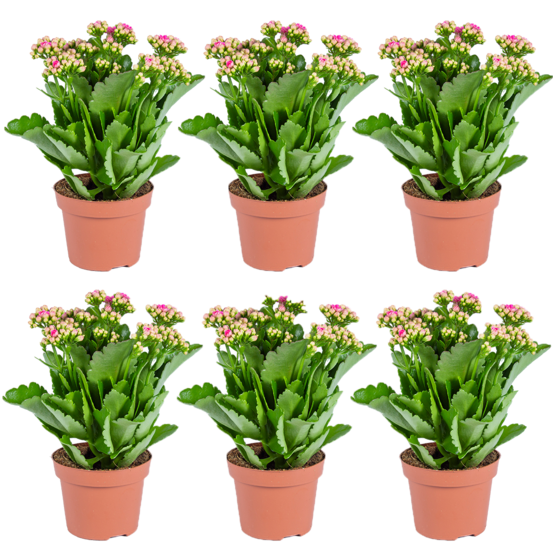 Kalanchoé - rose par 6 tiges - plante en pot extérieur et intérieur 12 cm - 25-30 cm