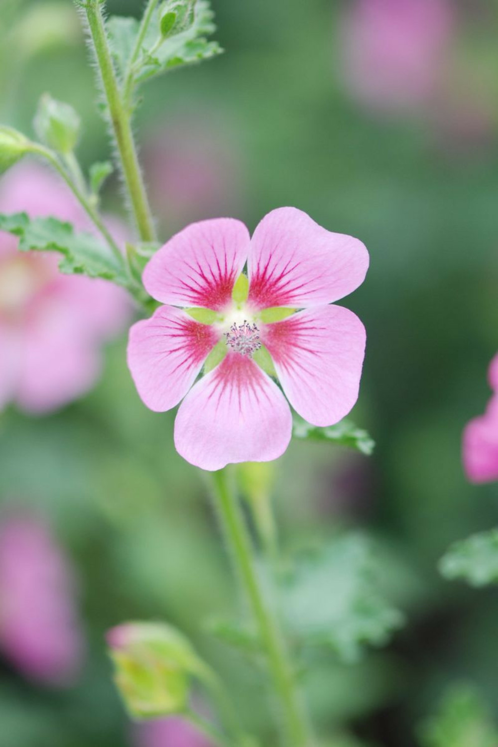 Mauve du cap 'lady in pink' - en pot de 3 litres