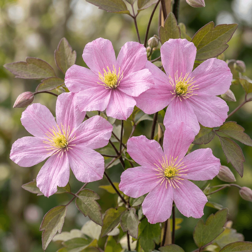 Clématite de montagne 'mayleen' - grimpante parfumée - plante d'extérieur - lot de 2