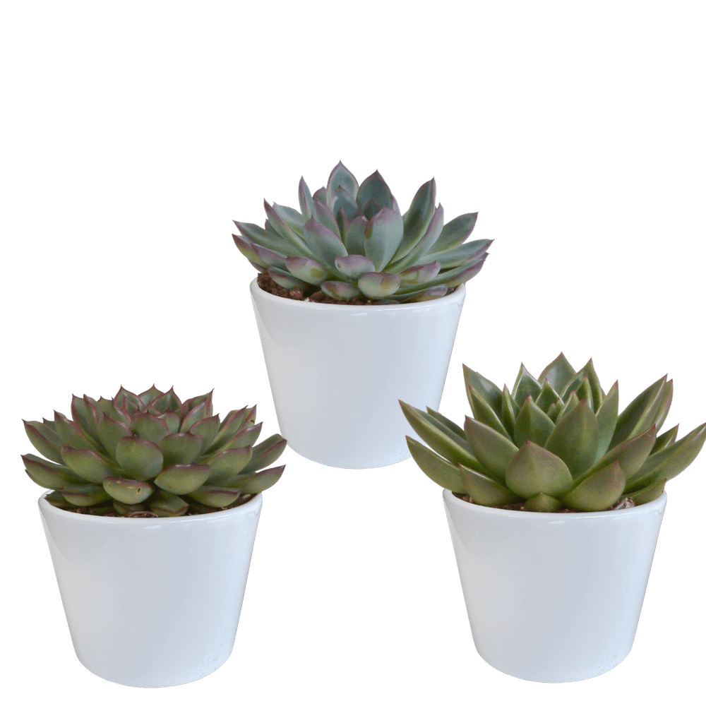 3x mélange d'échéverias - en pot blanc - ø10,5cm - ↕21cm - plante d’intérieur