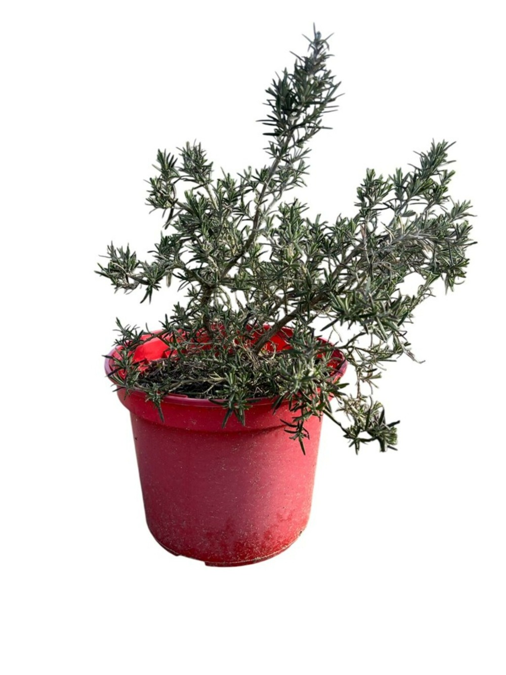 Rosmarinus off. Pointe du raz - pot 4 l