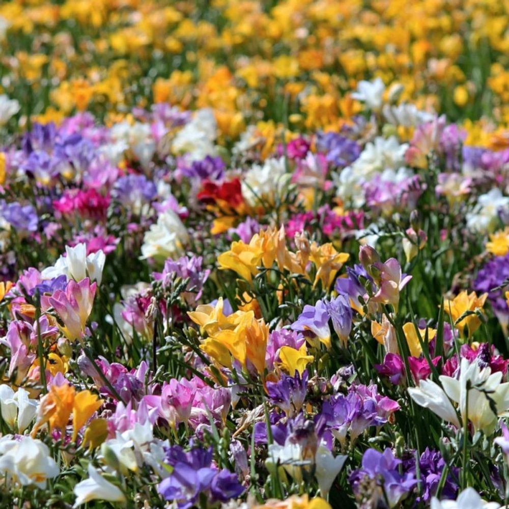 Bulbe de freesia double en mélange sachet de 15 bulbes