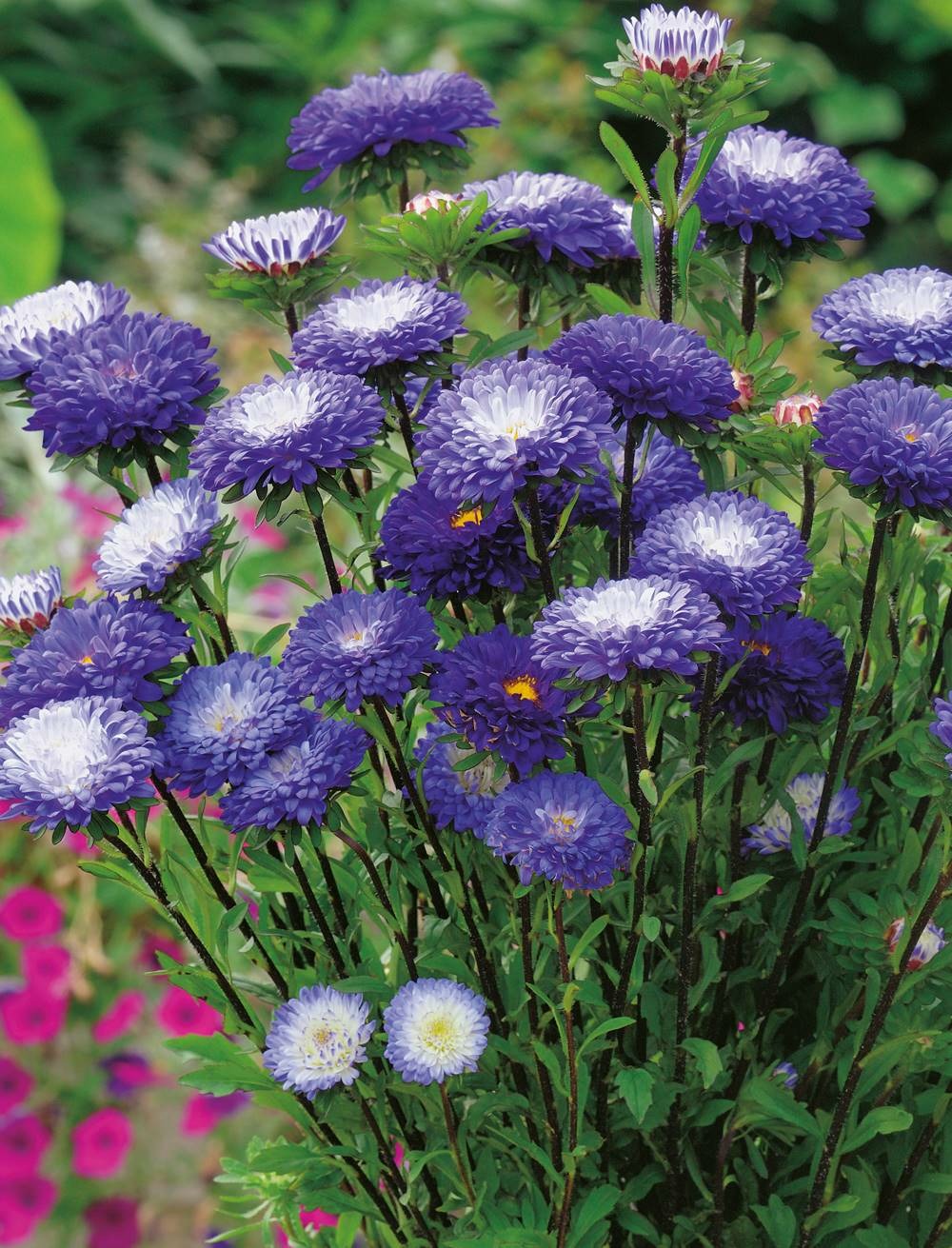 Reine marguerite pompon - 1 g