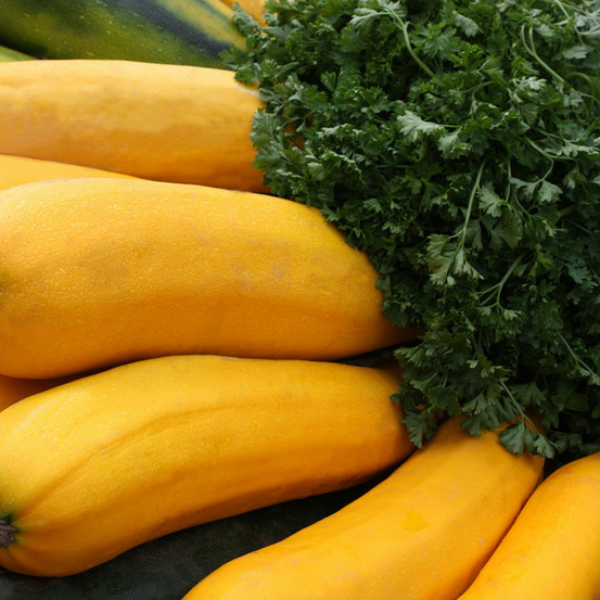 Plant courgette jaune en pot