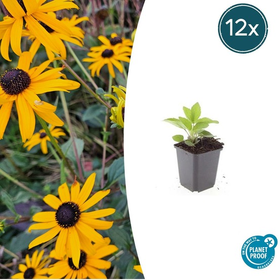Rudbeckia 'goldsturm' x12 – entre 0,75 et 1m2