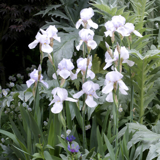 Iris des jardins 'english cottage' pot de 1,5l/2l