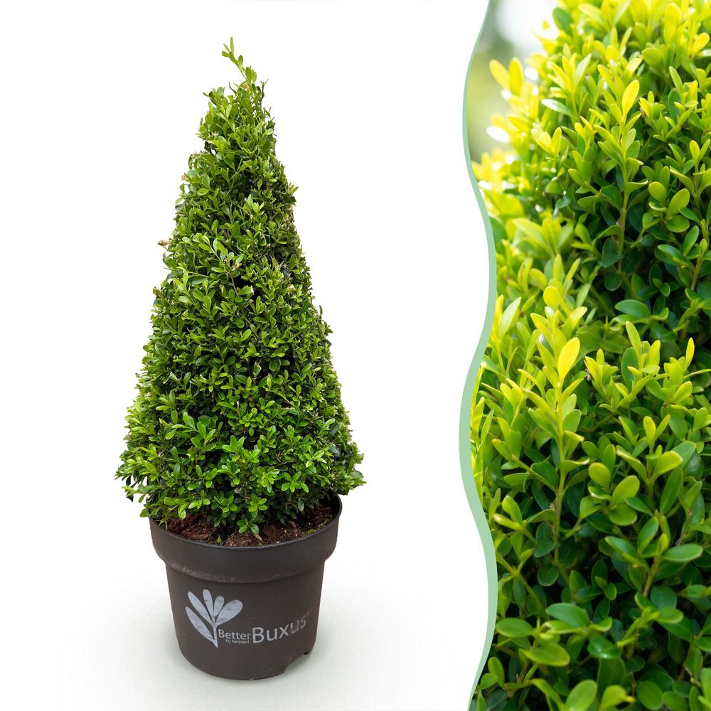 Buis 'betterbuxus skylight' - pot 23 cm - hauteur 70 cm