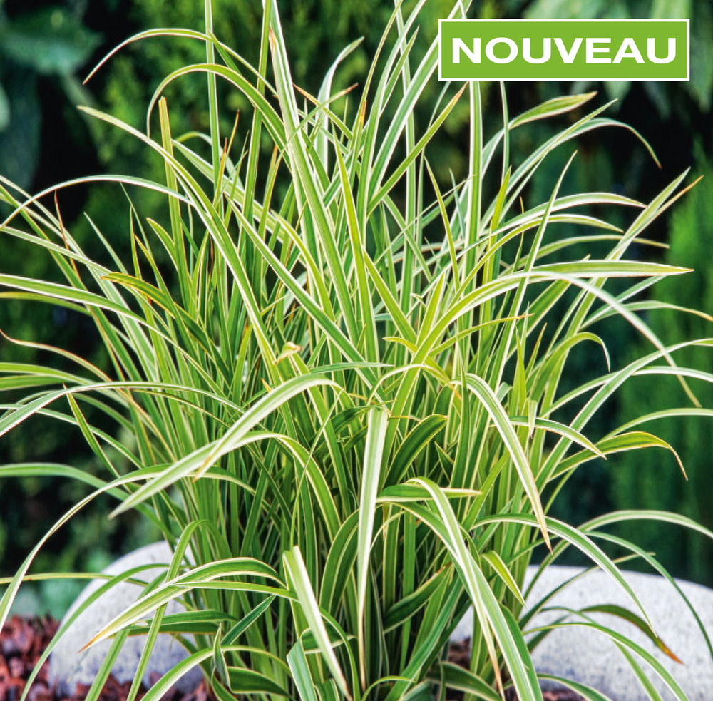 CAREX MORROWII ICE DANCE - 3 GODETS