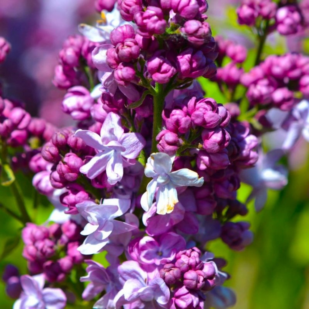Lilas commun 'katherine havemeyer' (syringa vulgaris)