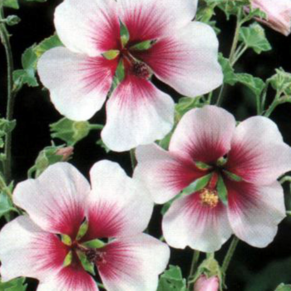 6 x lavatère maritima - lavatera maritima - godet 9cm x 9cm