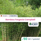 50 x bambou fargesia campbell en pot de 5 l