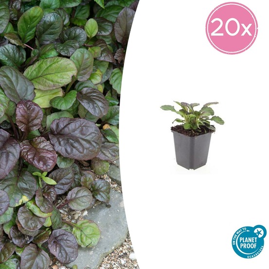 Bugle rampant 'catlin's giant' x20 – entre 1,25 et 1,67m2