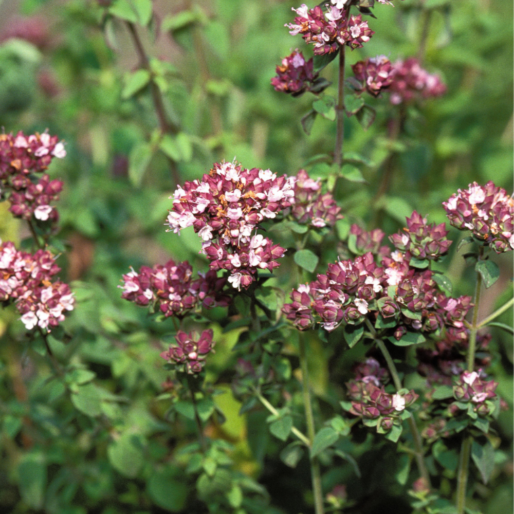 Plant marjolaine origanum pot 1l