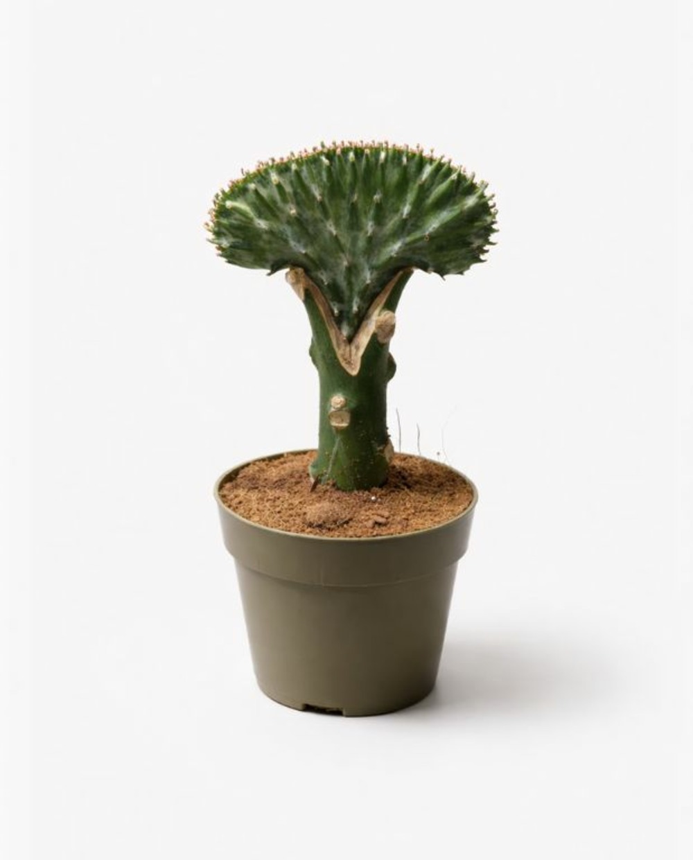 Euphorbia lactea cristata - greffe - cactus vert d. 9cm h. 22cm - plante d'intérieur