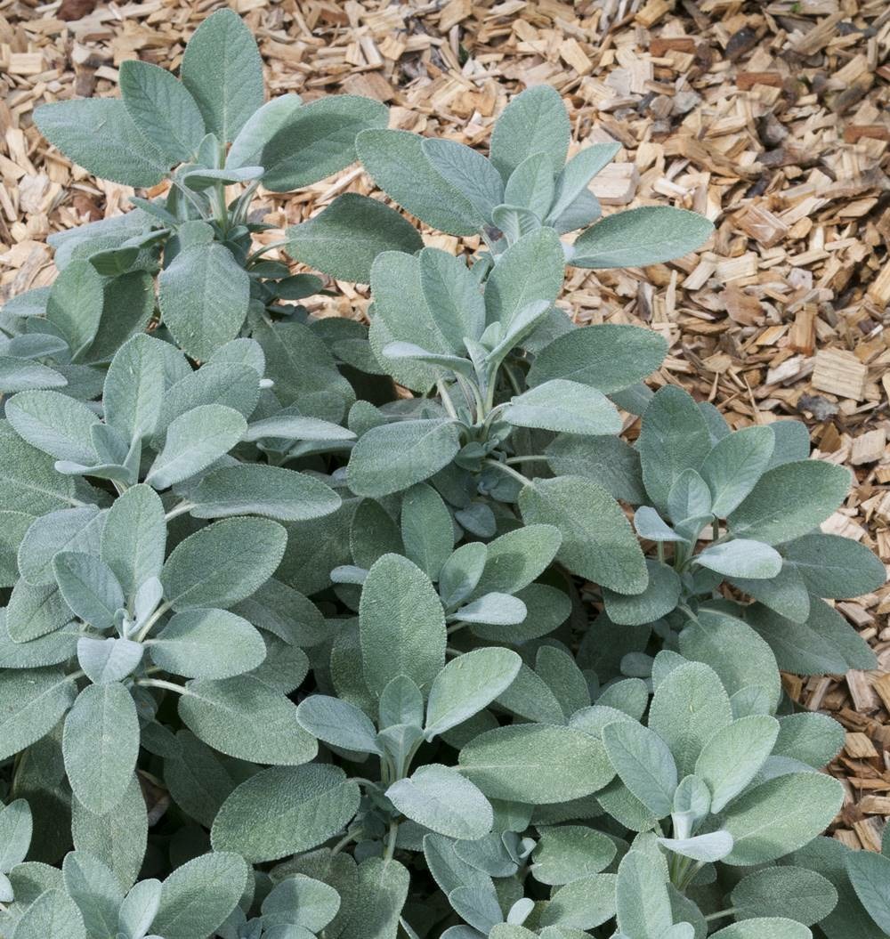 Sauge officinale - lot de 2 godets