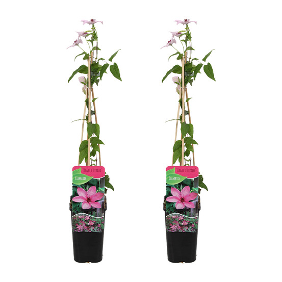 Lot de 2 - clématite hagley hybride - vigne forestière - rose - pot 15 cm - 70-80 cm de haut