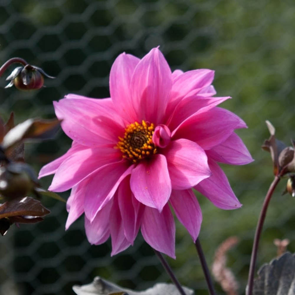 Dahlia gpe décoratif 'fascination' bulbe calibre i