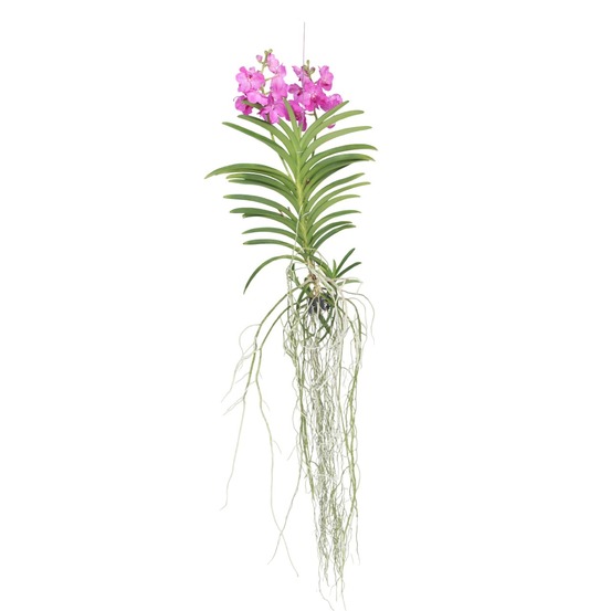 Orchidée - vanda 'pink' - hauteur 45-55cm