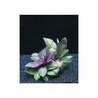 Plante aquatique : Lobelia Cardinalis en pot