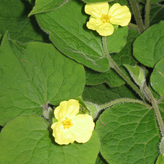 Saruma henryi godet de 8/9 cm