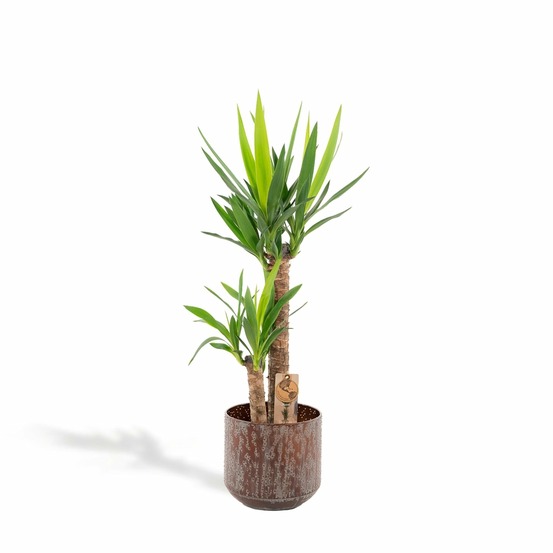 Plante d'intérieur - yucca xl et son cache h100cm 100cm - plante d'intérieur 100cm