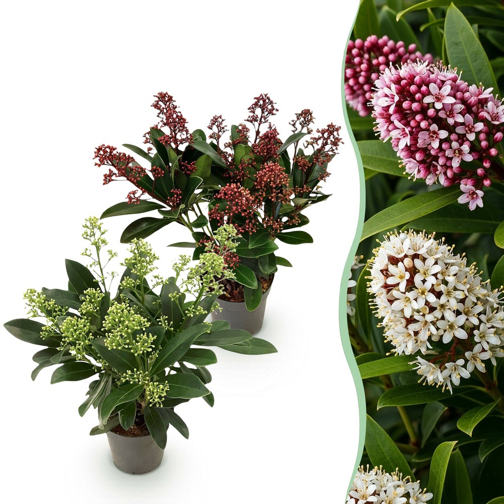 Skimmia japonica duo – lot de 2 – pot 10,5 cm