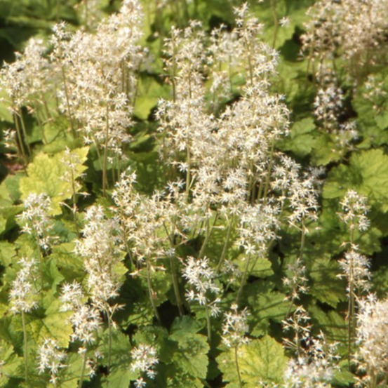 Tiarelle cordifoliée godet - 5/20 cm