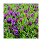 Lavande papillon stoechas magical® posy purple 'kolmapopu'/lavandula stoechas magical® posy purple 'kolmapopu'[-]godet - 5/20 cm