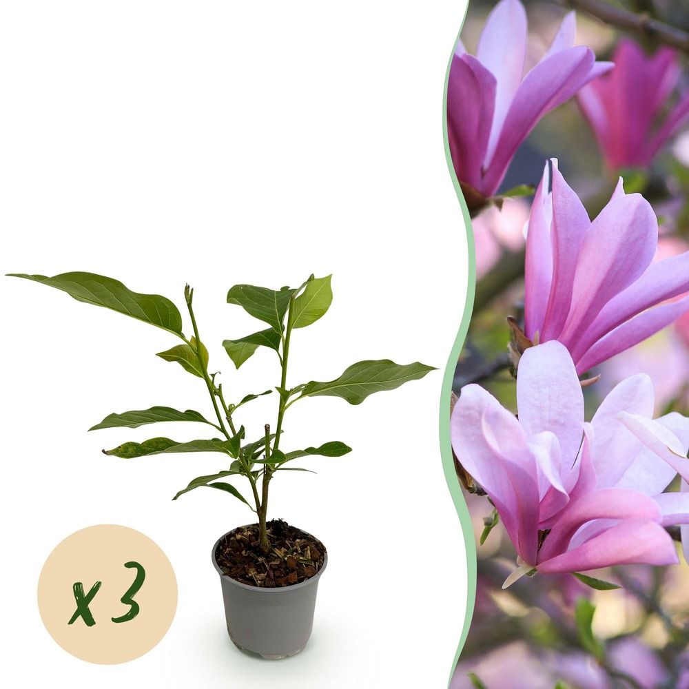 Magnolia 'betty' - lot de 3 - pot 12 cm - hauteur 30 cm