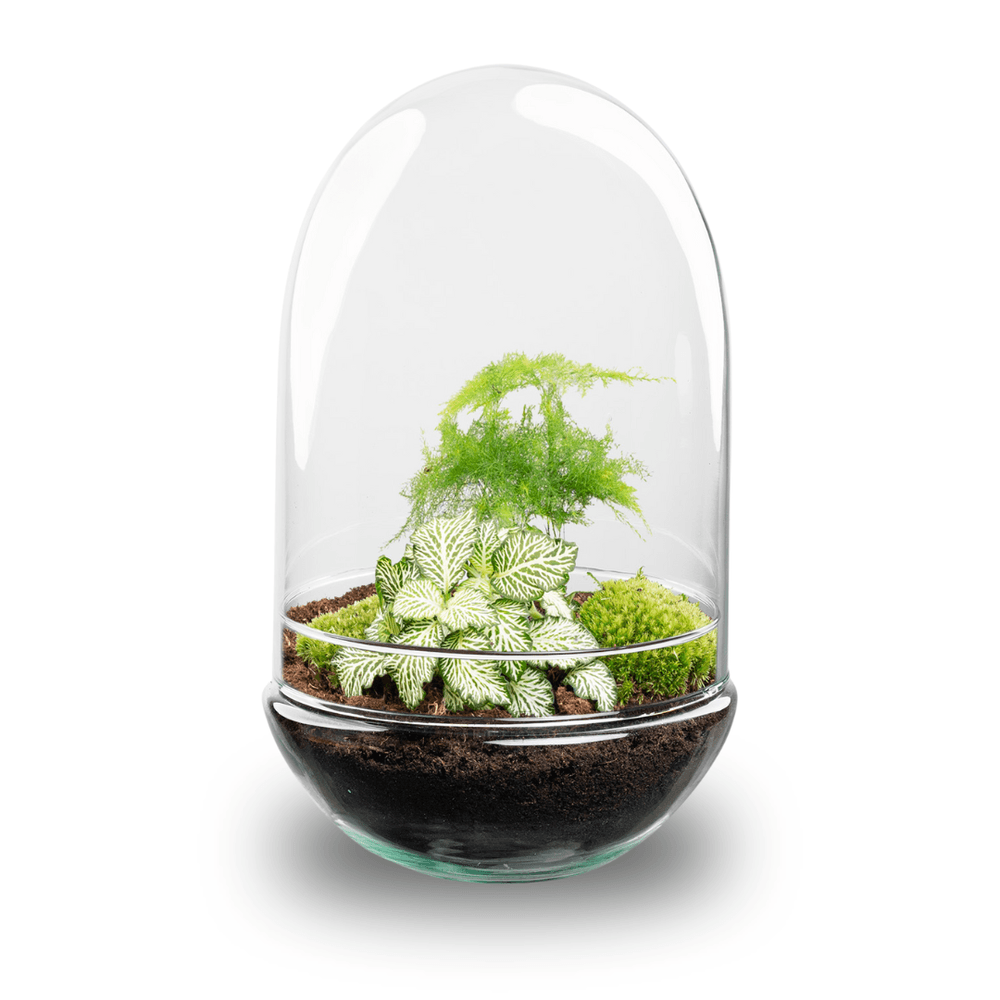 Terrarium à composer œuf en verre recyclé - ø17-h30cm - sans outils - terrarium diy