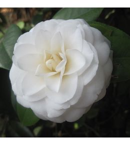 Camélia blanc - camellia japonica wit - h 60-80 cm en pot
