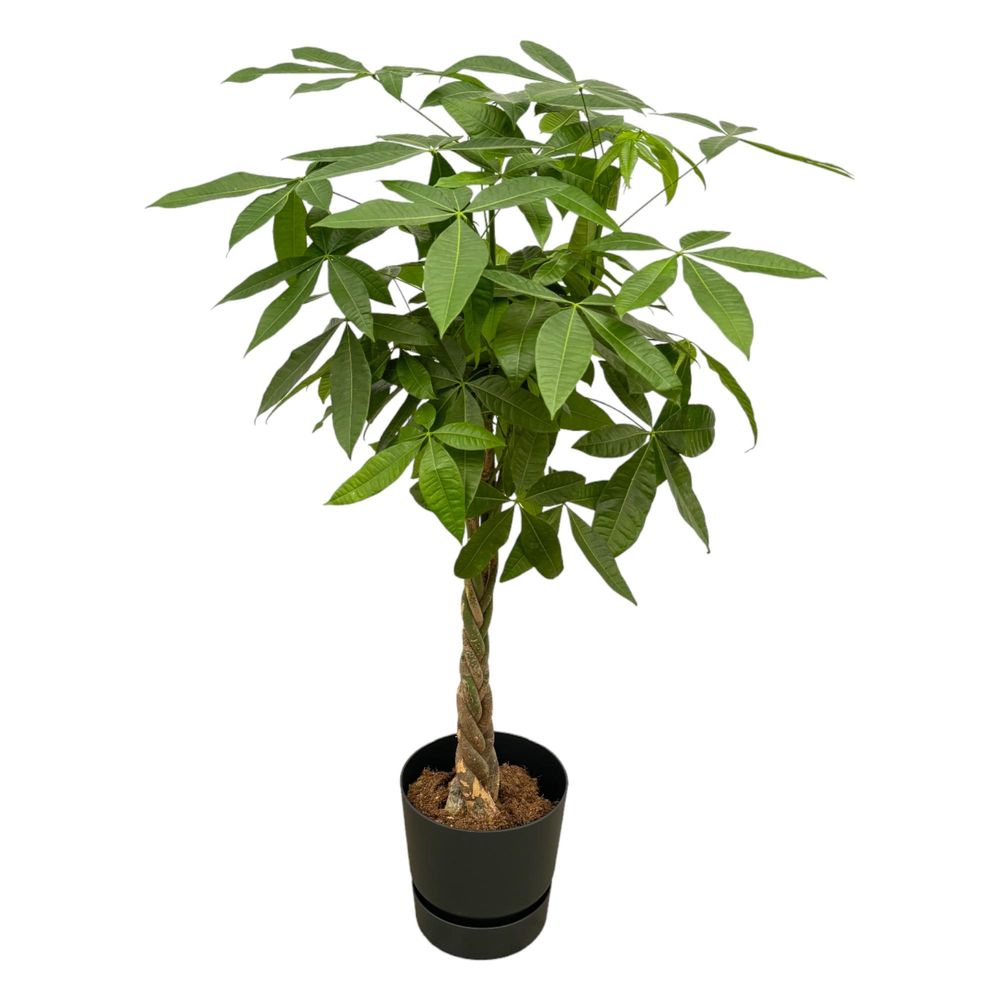 Pachira aquatica - plantes d'intérieur