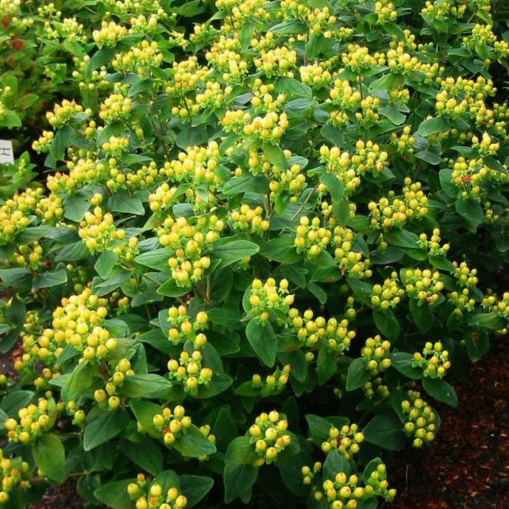 Millepertuis magical® sunshine 'kolmasun', hypericum pot de 3l - 40/60 cm