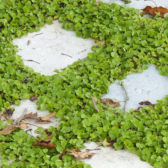 Soleirolia, helxine godet de 7/8 cm