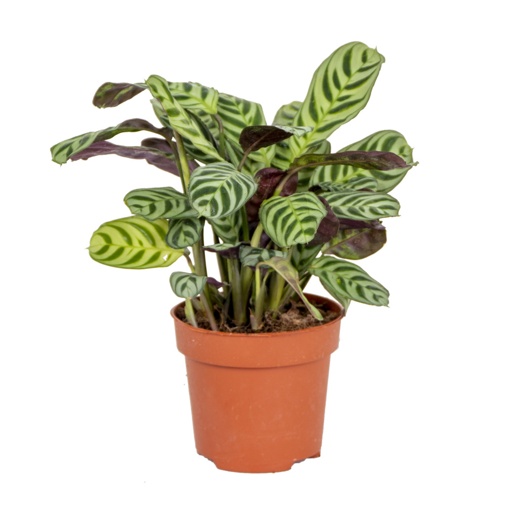 Ctenanthe burle-marxii - plante de prière - plante d’intérieur - 20-30 cm de haut - pot 12 cm