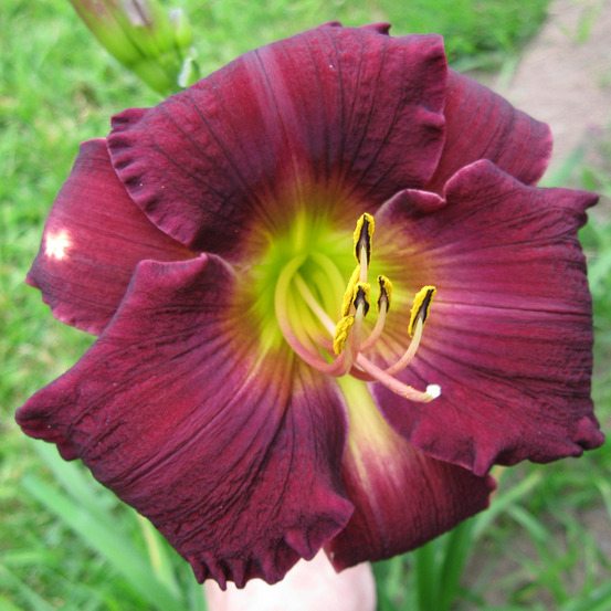 Lis d'un jour, hémérocalle 'bella lugosi' pot de 1l/1,5l