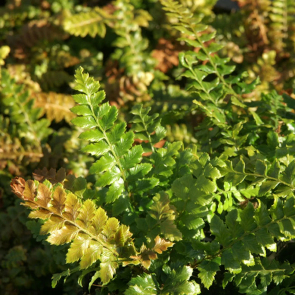 Aspidie à cils raides lot de 9 godets