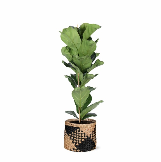 Ficus lyrata et son pot panier naturel noir - hauteur 90cm
