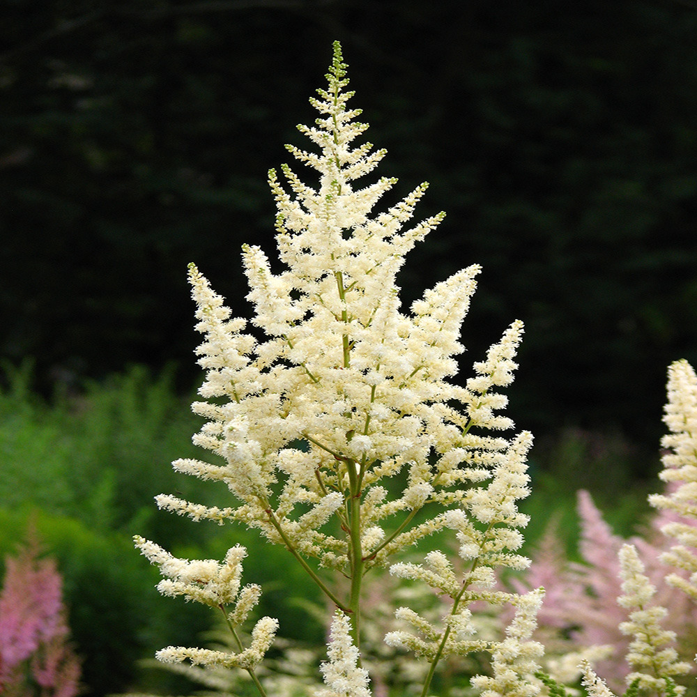 Astilbe du japon 'deutschland' pot de 2l/3l