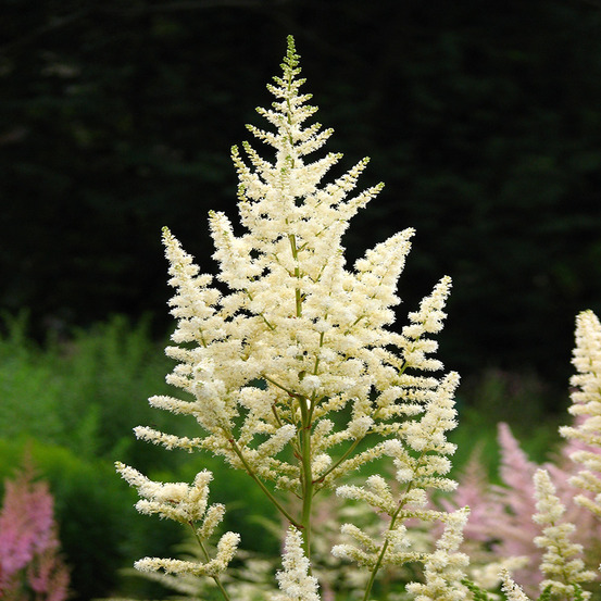Astilbe du japon 'deutschland' pot de 2l/3l