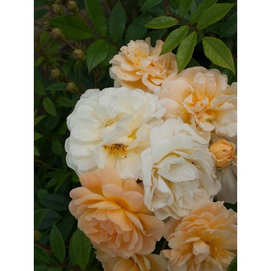 Rosier grimpant 'ghislaine de feligonde' pot de 4l/5l