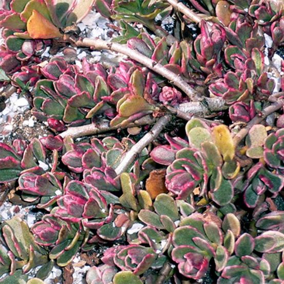 Orpin spurium 'variegatum' godet de 8/9 cm