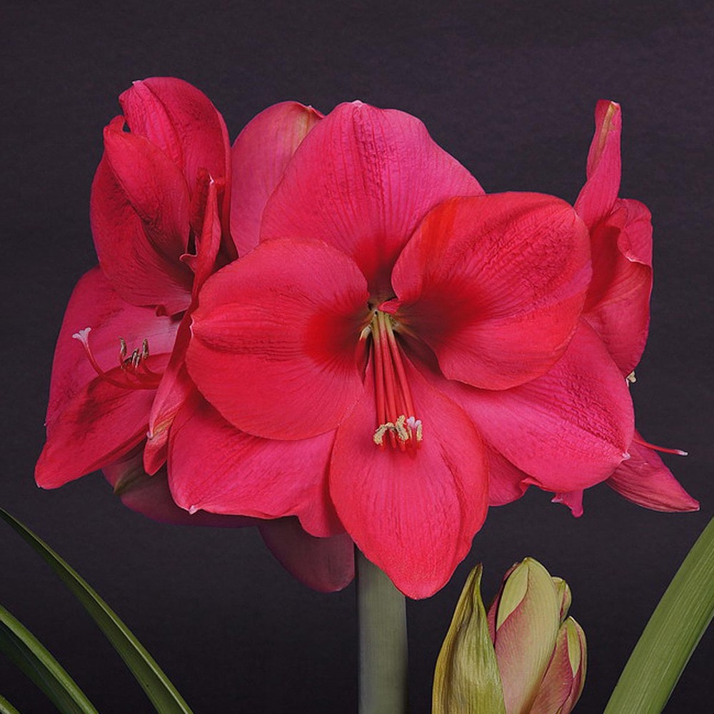 Amaryllis 'lagoon' bulbe calibre 26/28