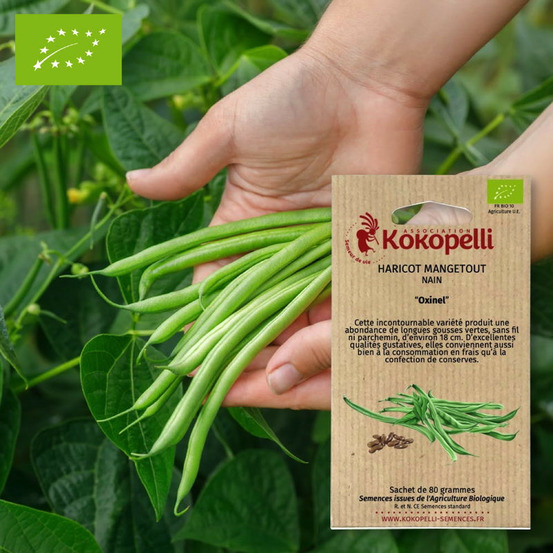 Haricot mangetout oxinel- graines bio à semer
